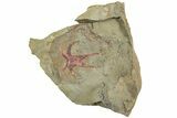 Soft-Bodied Marrellomorph (Furca) Fossil - Fezouata Formation #233529-1